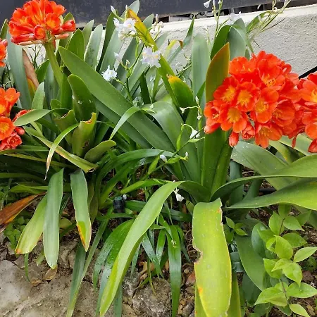 别墅 Luxury Getaway - Modern With Pool And Ac 瓦洛里